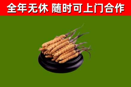 大庆市回收冬虫夏草