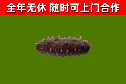 大庆市回收海参干